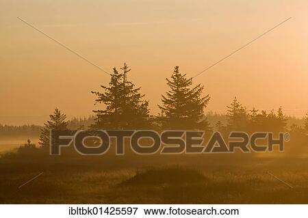 Stock Photo - Red Spruces (Picea rubens) in morning light, Denmark, Europe. Fotosearch