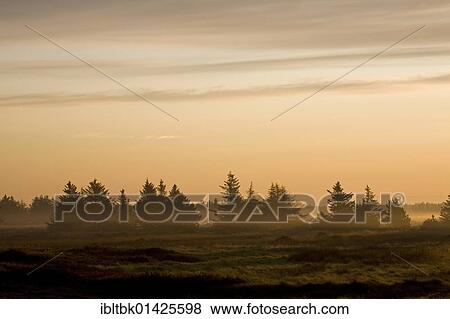 Red Spruces (Picea rubens) in morning light, Denmark, Europe View Large Photo Image Stock Photo - Red Spruces (Picea rubens) in morning light, Denmark, Europe. Fotosearch