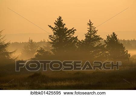 Stock Photography - Red Spruces (Picea rubens) in morning light, Denmark, Europe. Fotosearch