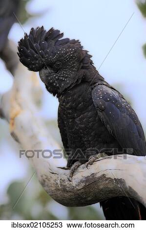 Red-tailed Black-Cockatoo (Calyptorhynchus Samueli banksii), adult, perched on a look-out, outback, Northern Territory, Australia, Oceania View Large Photo Image Stock Image - Red-tailed Black-Cockatoo (Calyptorhynchus Samueli banksii), adult, perched on a look-out, outback, Northern Territory, Australia, Oceania. Fotosearch