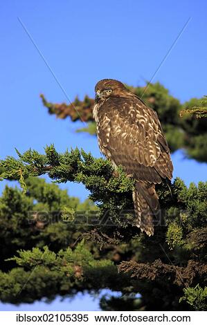 Stock Photography - Red-tailed Hawk or chickenhawk (Buteo jamaicensis), adult, perched on tree, Monterey, California, USA, North America. Fotosearch
