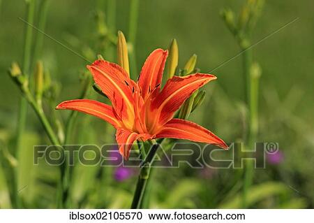 Red Yellow Daylily (Hemerocallis aurantiaca), Germany, Europe View Large Photo Image Stock Image - Red Yellow Daylily (Hemerocallis aurantiaca), Germany, Europe. Fotosearch