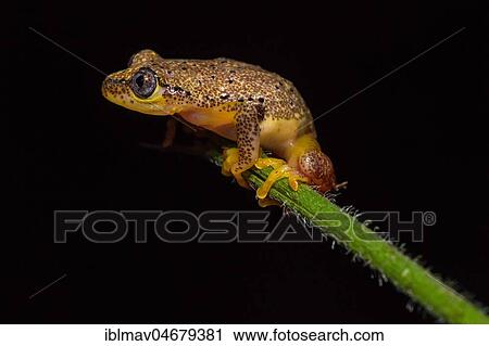 Stock Image - Reed frog species (Heterixalus punctatus) on stalk, Andasibe National Park, Madagascar, Africa. Fotosearch