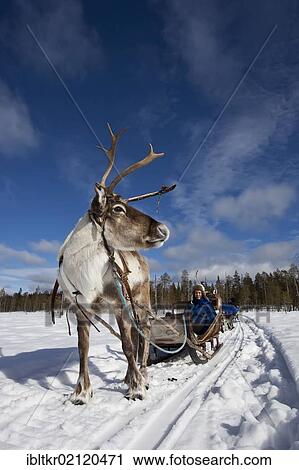 Stock Image - Reindeer sleigh ride, Salla, Lapland, Finland, Europe. Fotosearch
