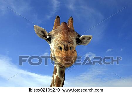 Stock Image - Reticulated Giraffe (Giraffa camelopardalis reticulata), adult, portrait, in captivity, Florida, USA, North America. Fotosearch