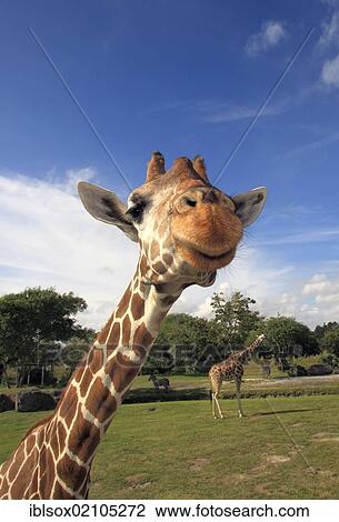 Stock Image - Reticulated Giraffe (Giraffa camelopardalis reticulata), adult, portrait, in captivity, Florida, USA, North America. Fotosearch