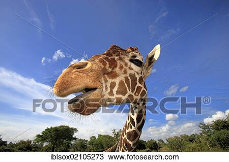 Reticulated Giraffe (Giraffa camelopardalis reticulata), adult, portrait, in captivity, Florida, USA, North America View Large Photo Image Stock Image - Reticulated Giraffe (Giraffa camelopardalis reticulata), adult, portrait, in captivity, Florida, USA, North America. Fotosearch