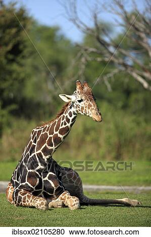 Reticulated Giraffe (Giraffa camelopardalis reticulata), adult, lying, in captivity, Florida, USA, North America View Large Photo Image Stock Image - Reticulated Giraffe (Giraffa camelopardalis reticulata), adult, lying, in captivity, Florida, USA, North America. Fotosearch
