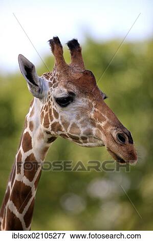 Reticulated Giraffe (Giraffa camelopardalis reticulata), adult, portrait, in captivity, Florida, USA, North America View Large Photo Image Stock Photo - Reticulated Giraffe (Giraffa camelopardalis reticulata), adult, portrait, in captivity, Florida, USA, North America. Fotosearch