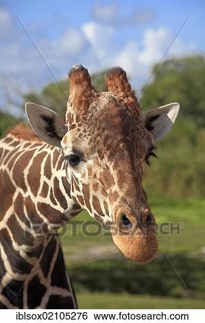 Stock Photograph - Reticulated Giraffe (Giraffa camelopardalis reticulata), adult, portrait, in captivity, Florida, USA, North America. Fotosearch