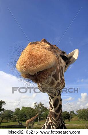 Reticulated Giraffe (Giraffa camelopardalis reticulata), adult, portrait, in captivity, Florida, USA, North America View Large Photo Image Stock Photography - Reticulated Giraffe (Giraffa camelopardalis reticulata), adult, portrait, in captivity, Florida, USA, North America. Fotosearch