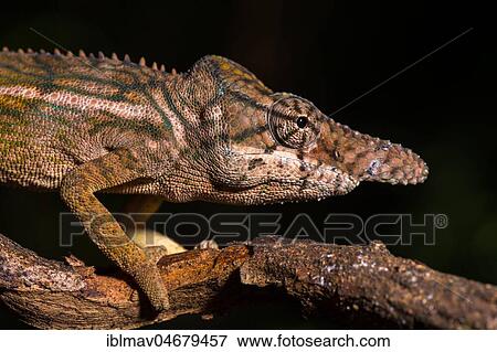 Rhinoceros chameleon (Furcifer rhinoceratus), male on a branch, animal portrait, Ankarafantsika National Park, Boeny, Madagascar, Africa View Large Photo Image Stock Photo - Rhinoceros chameleon (Furcifer rhinoceratus), male on a branch, animal portrait, Ankarafantsika National Park, Boeny, Madagascar, Africa. Fotosearch