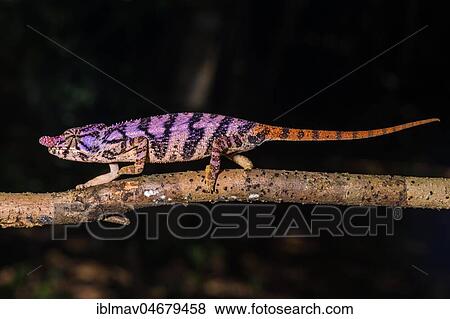 Rhinoceros chameleon (Furcifer rhinoceratus), female on a branch, Ankarafantsika National Park, Boeny, Madagascar, Africa View Large Photo Image Stock Photo - Rhinoceros chameleon (Furcifer rhinoceratus), female on a branch, Ankarafantsika National Park, Boeny, Madagascar, Africa. Fotosearch