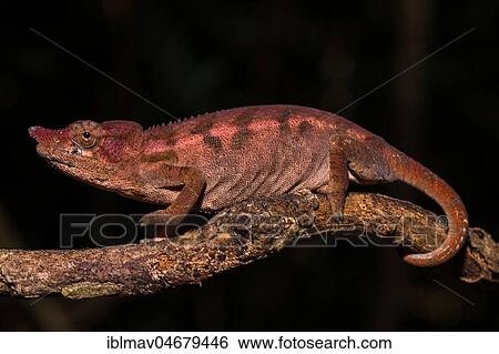Rhinoceros chameleon (Furcifer rhinoceratus), female on a branch, Ankarafantsika National Park, Boeny, Madagascar, Africa View Large Photo Image Stock Photograph - Rhinoceros chameleon (Furcifer rhinoceratus), female on a branch, Ankarafantsika National Park, Boeny, Madagascar, Africa. Fotosearch