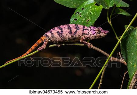 Rhinoceros chameleon (Furcifer rhinoceratus), female on a branch, Ankarafantsika National Park, Boeny, Madagascar, Africa View Large Photo Image Stock Photography - Rhinoceros chameleon (Furcifer rhinoceratus), female on a branch, Ankarafantsika National Park, Boeny, Madagascar, Africa. Fotosearch