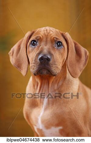 Rhodesian Ridgeback, puppy, 10 weeks, animal portrait View Large Photo Image Stock Photo - Rhodesian Ridgeback, puppy, 10 weeks, animal portrait. Fotosearch