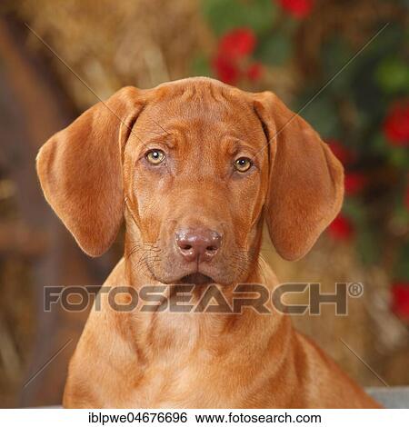 Rhodesian Rigdeback, puppy, 14 weeks, animal portrait View Large Photo Image Stock Photograph - Rhodesian Rigdeback, puppy, 14 weeks, animal portrait. Fotosearch