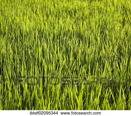 Rice field, Bali, Indonesia, Southeast Asia, Asia View Large Photo Image Picture - Rice field, Bali, Indonesia, Southeast Asia, Asia. Fotosearch