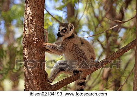 Stock Image - Ring-tailed Lemur (Lemur catta), adult in a tree, Berenty Reserve, Madagascar, Africa. Fotosearch