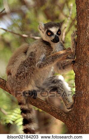 Ring-tailed Lemur (Lemur catta), adult in a tree, Berenty Reserve, Madagascar, Africa View Large Photo Image Stock Image - Ring-tailed Lemur (Lemur catta), adult in a tree, Berenty Reserve, Madagascar, Africa. Fotosearch