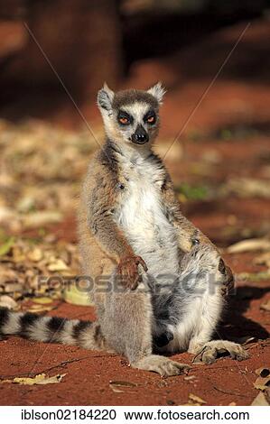 Ring-tailed Lemur (Lemur catta), adult sunbathing, Berenty Reserve, Madagascar, Africa View Large Photo Image Stock Image - Ring-tailed Lemur (Lemur catta), adult sunbathing, Berenty Reserve, Madagascar, Africa. Fotosearch
