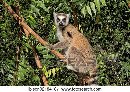 Stock Photo - Ring-tailed Lemur (Lemur catta), adult in a tree, Berenty Reserve, Madagascar, Africa. Fotosearch