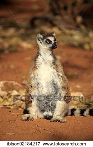 Stock Photo - Ring-tailed Lemur (Lemur catta), adult sunbathing, Berenty Reserve, Madagascar, Africa. Fotosearch