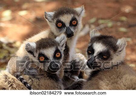Stock Photo - Ring-tailed Lemur (Lemur catta), adult, group, portrait, Berenty Reserve, Madagascar, Africa. Fotosearch