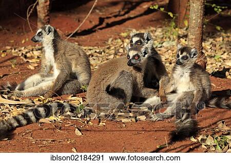 Stock Image - Ring-tailed Lemur (Lemur catta), group of adults, Berenty Reserve, Madagascar, Africa. Fotosearch