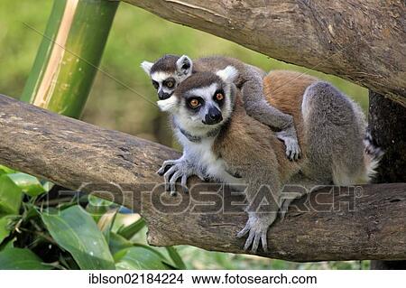 Picture - Ring-tailed Lemur (Lemur catta), mother with young, Berenty Reserve, Madagascar, Africa. Fotosearch