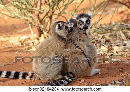 Ring-tailed Lemur (Lemur catta), mother with young, and a female adult, Berenty Reserve, Madagascar, Africa View Large Photo Image Picture - Ring-tailed Lemur (Lemur catta), mother with young, and a female adult, Berenty Reserve, Madagascar, Africa. Fotosearch