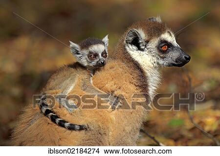 Picture - Ring-tailed Lemur (Lemur catta), mother with young, Berenty Reserve, Madagascar, Africa. Fotosearch