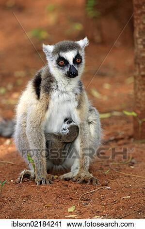 Stock Image - Ring-tailed Lemur (Lemur catta), mother nursing her young, Berenty Reserve, Madagascar, Africa. Fotosearch