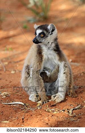 Ring-tailed Lemur (Lemur catta), mother with young, Berenty Reserve, Madagascar, Africa View Large Photo Image Stock Image - Ring-tailed Lemur (Lemur catta), mother with young, Berenty Reserve, Madagascar, Africa. Fotosearch
