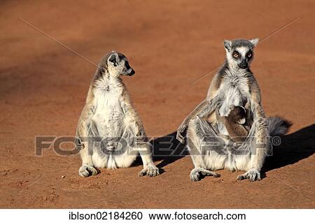 Ring-tailed Lemur (Lemur catta), mother with young, and a female adult, sunbathing, Berenty Reserve, Madagascar, Africa View Large Photo Image Stock Image - Ring-tailed Lemur (Lemur catta), mother with young, and a female adult, sunbathing, Berenty Reserve, Madagascar, Africa. Fotosearch