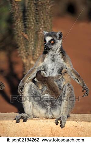 Ring-tailed Lemur (Lemur catta), mother with young, sunbathing, Berenty Reserve, Madagascar, Africa View Large Photo Image Stock Image - Ring-tailed Lemur (Lemur catta), mother with young, sunbathing, Berenty Reserve, Madagascar, Africa. Fotosearch