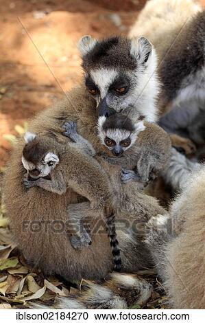 Stock Image - Ring-tailed Lemur (Lemur catta), mother with offspring, Berenty Reserve, Madagascar, Africa. Fotosearch