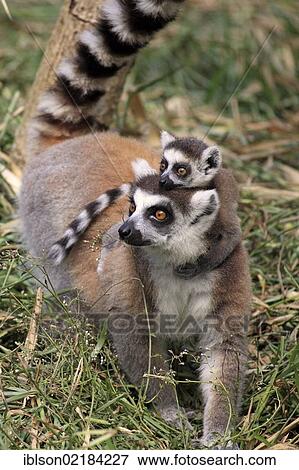 Ring-tailed Lemur (Lemur catta), mother with young, Berenty Reserve, Madagascar, Africa View Large Photo Image Stock Photo - Ring-tailed Lemur (Lemur catta), mother with young, Berenty Reserve, Madagascar, Africa. Fotosearch