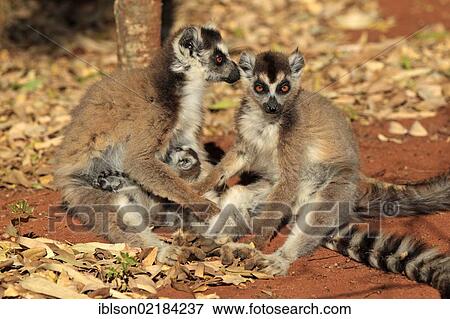 Ring-tailed Lemur (Lemur catta), mother nursing her young, and a female adult, Berenty Reserve, Madagascar, Africa View Large Photo Image Stock Photo - Ring-tailed Lemur (Lemur catta), mother nursing her young, and a female adult, Berenty Reserve, Madagascar, Africa. Fotosearch