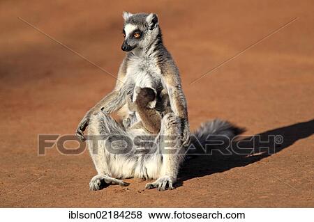 Stock Photo - Ring-tailed Lemur (Lemur catta), mother with young, sunbathing, Berenty Reserve, Madagascar, Africa. Fotosearch