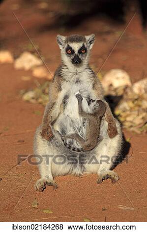 Stock Photo - Ring-tailed Lemur (Lemur catta), mother with young, sunbathing, Berenty Reserve, Madagascar, Africa. Fotosearch