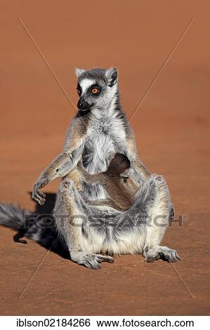 Stock Photograph - Ring-tailed Lemur (Lemur catta), mother with young, sunbathing, Berenty Reserve, Madagascar, Africa. Fotosearch