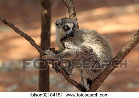 Stock Image - Ring-tailed Lemur (Lemur catta), Berenty Reserve, Madagascar, Africa. Fotosearch
