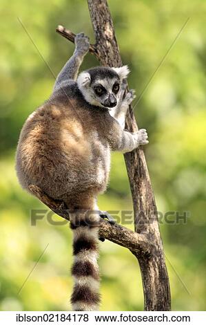 Stock Photo - Ring-tailed Lemur (Lemur catta), Berenty Reserve, Madagascar, Africa. Fotosearch