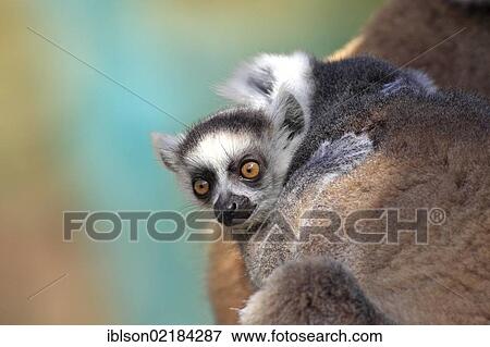 Ring-tailed Lemur (Lemur catta), juvenile, Berenty Reserve, Madagascar, Africa View Large Photo Image Stock Photo - Ring-tailed Lemur (Lemur catta), juvenile, Berenty Reserve, Madagascar, Africa. Fotosearch