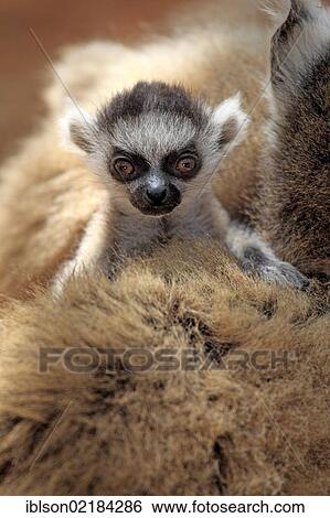 Ring-tailed Lemur (Lemur catta), juvenile, Berenty Reserve, Madagascar, Africa View Large Photo Image Stock Photograph - Ring-tailed Lemur (Lemur catta), juvenile, Berenty Reserve, Madagascar, Africa. Fotosearch