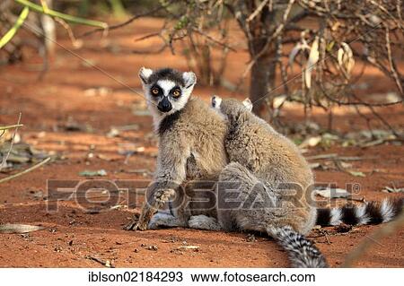 Stock Image - Ring-tailed Lemur (Lemur catta), two adults, Berenty Reserve, Madagascar, Africa. Fotosearch