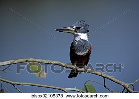 Stock Photo - Ringed Kingfisher (Ceryle torquata), adult, perched on branch, Pantanal, Brazil, South America. Fotosearch
