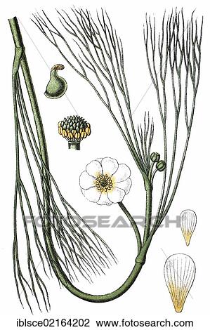 River water crowfoot (Ranunculus hybridus fluitans), medicinal plant, crop plant, chromolithography, about 1870 View Large Photo Image Stock Image - River water crowfoot (Ranunculus hybridus fluitans), medicinal plant, crop plant, chromolithography, about 1870. Fotosearch