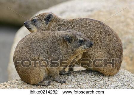 Rock Hyrax or Cape Hyrax (Procavia capensis), Stuttgart, Baden-Wuerttemberg, Germany, Europe View Large Photo Image Stock Image - Rock Hyrax or Cape Hyrax (Procavia capensis), Stuttgart, Baden-Wuerttemberg, Germany, Europe. Fotosearch